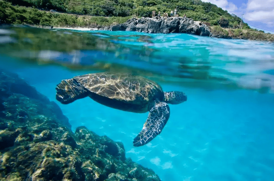 Hawaii Turtle Tours